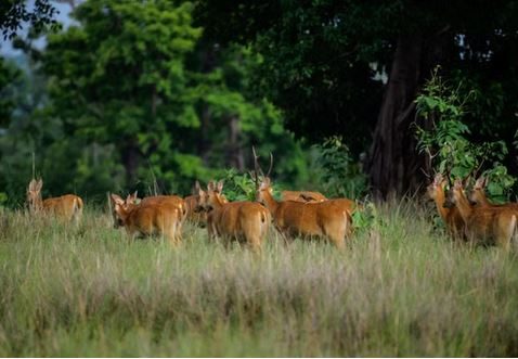Troupeau de cervidés dans une prairie de la forêt cambodgienne