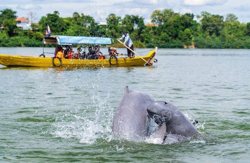 Dauphin de l'Irrawaddy sortant de l'eau sur le Mékong à Kampi