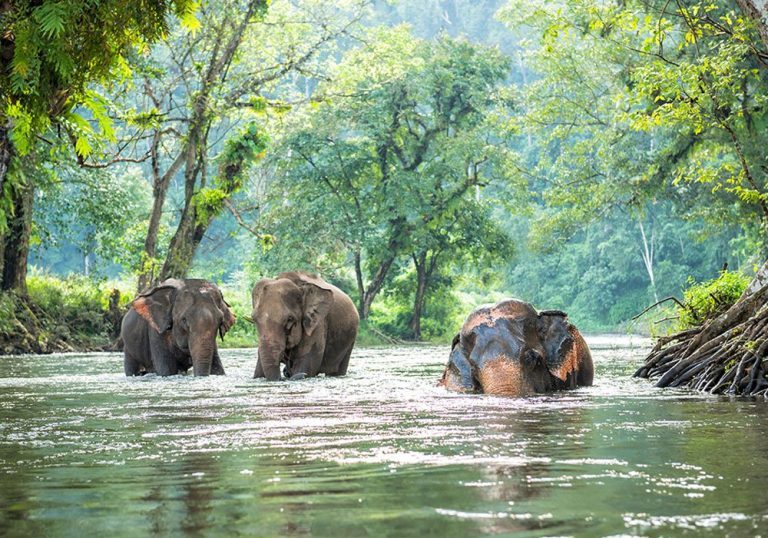 Éléphants dans une rivière de la forêt des monts Cardamomes