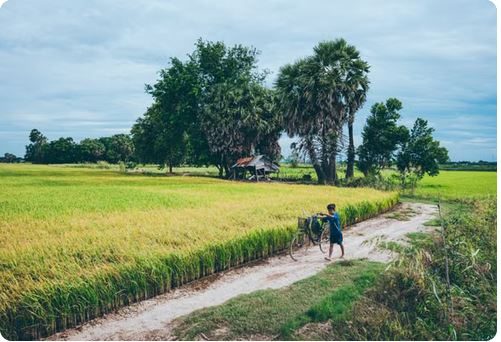 Chemin de terre traversant des rizières vertes